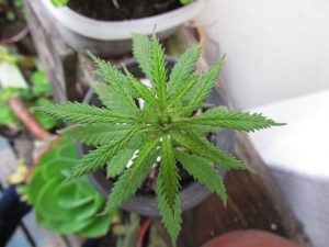 growing marijuana from clones