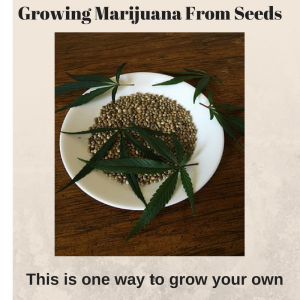 growing marijuana from seeds