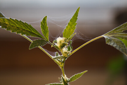 tips on growing marijuana