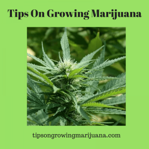 Tips On Growing Marijuana