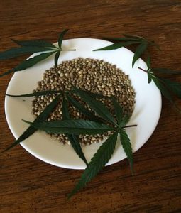 growing marijuana from seeds