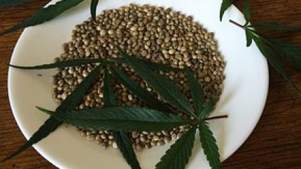 growing marijuana from seeds