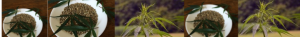 growing marijuana from seeds