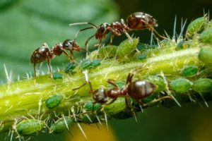 outdoor marijuana pests