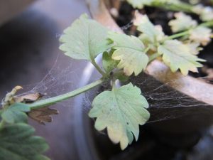 outdoor marijuana pests