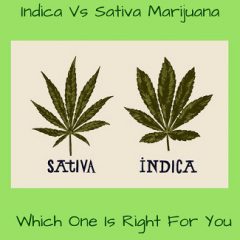 Indica vs Sativa Marijuana