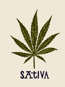 Indica vs Sativa