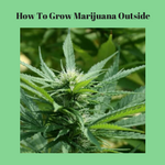 How To Grow Marijuana Outside