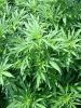 how to grow marijuana outside