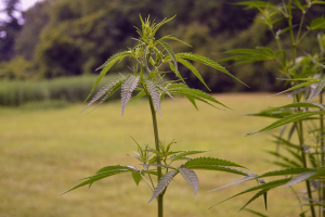how to grow marijuana outside
